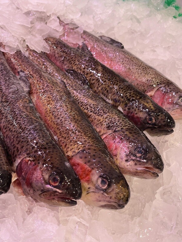 Rainbow Trout