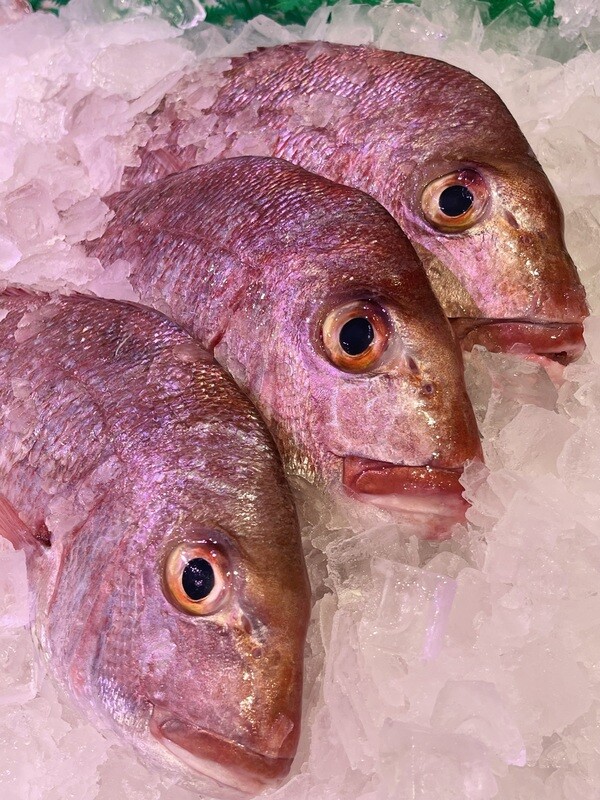 Baby Snapper Fresh