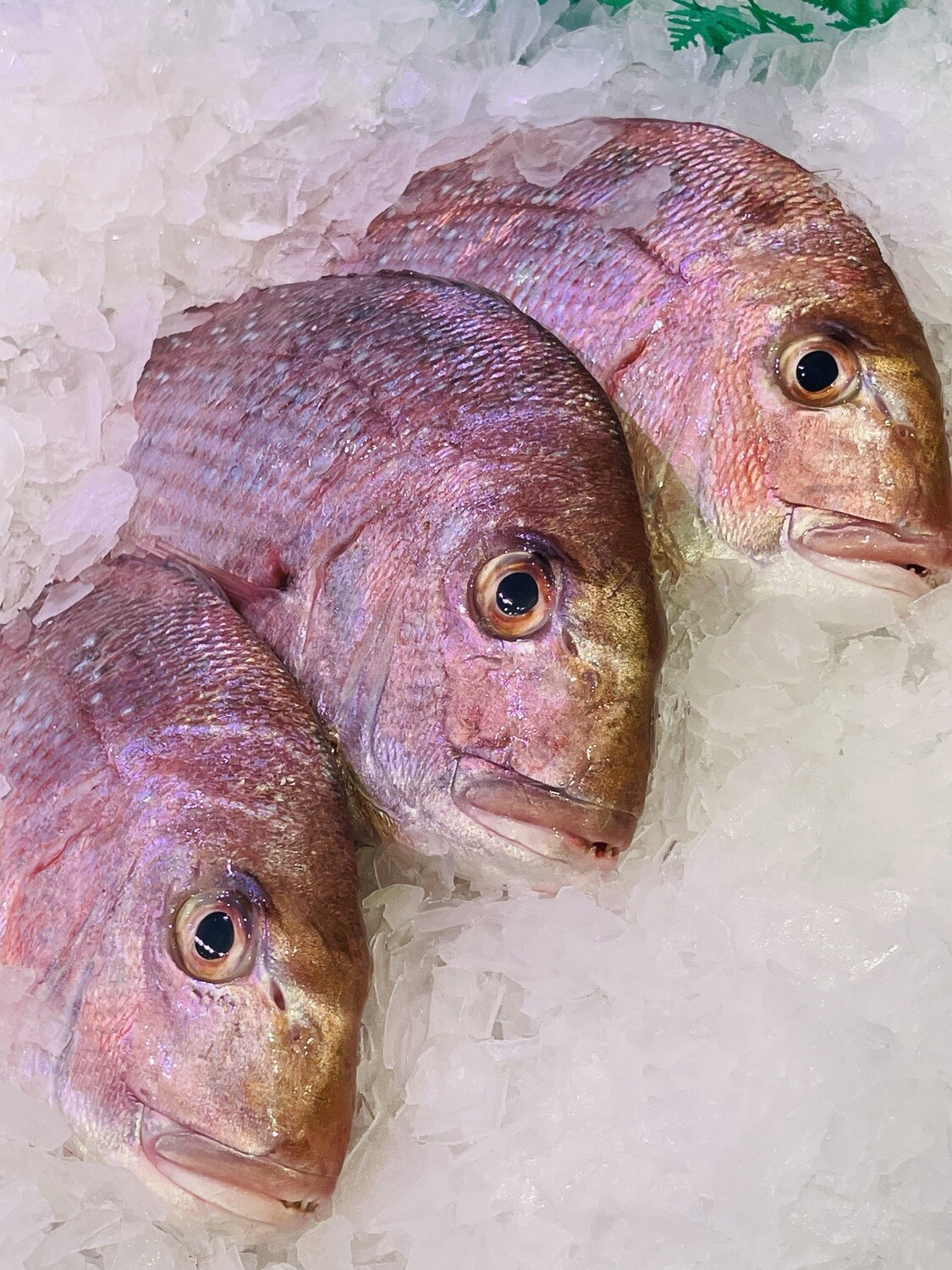 Medium Snapper