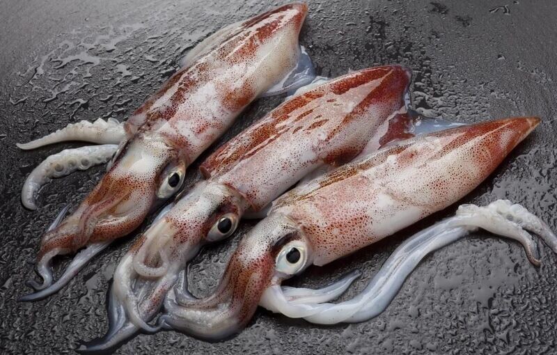 Squid / Calamari / Octopus