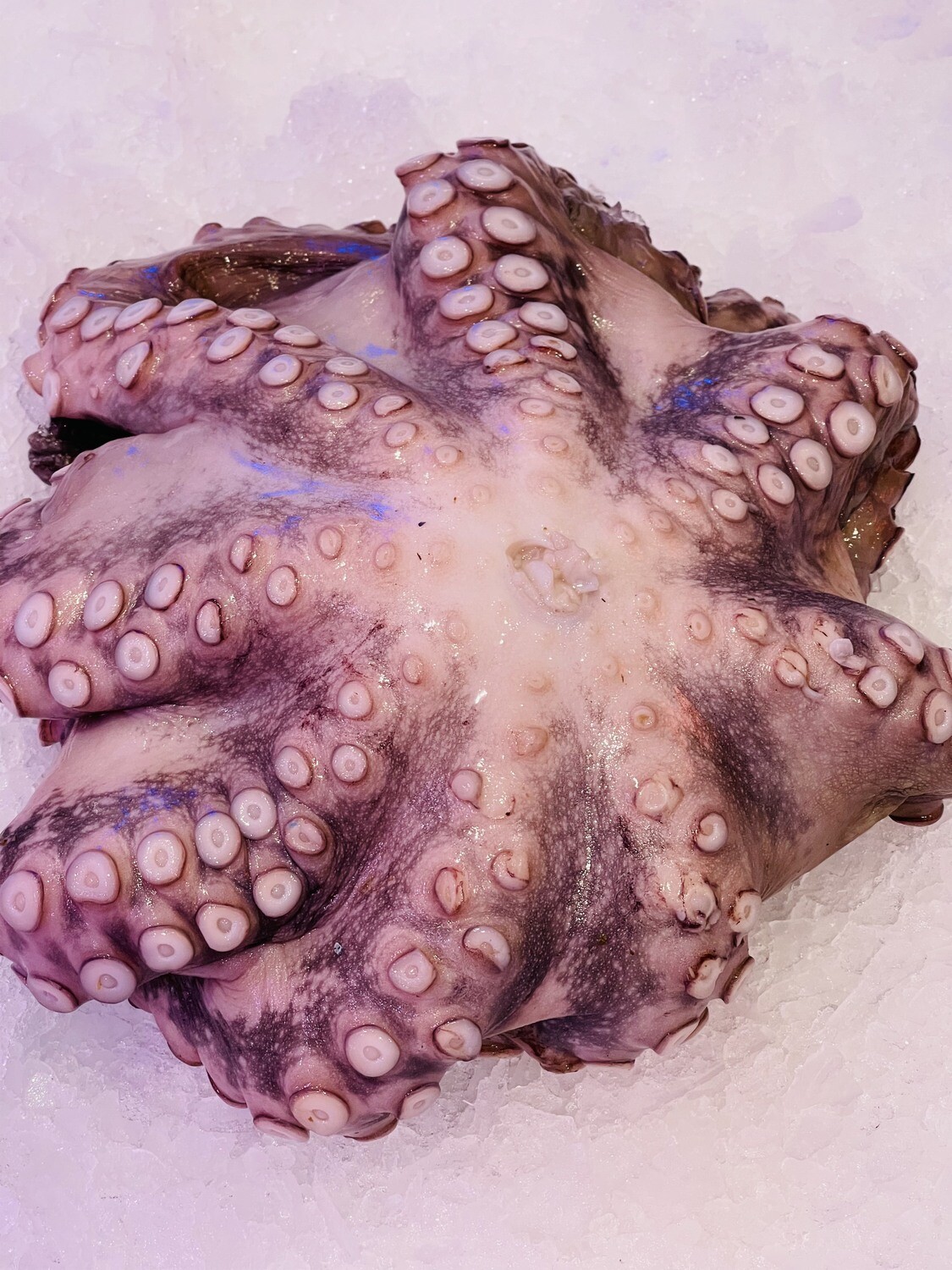 Large Octopus