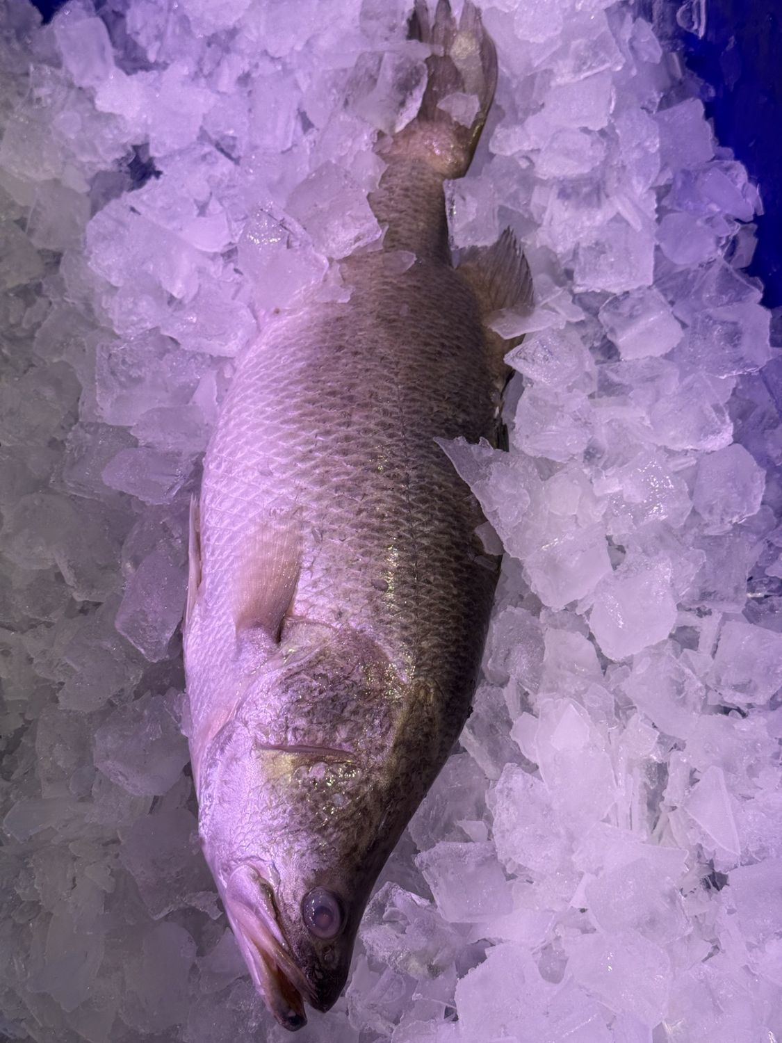Baby Barramundi Size 8/1 KG