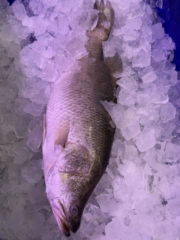 Baby Barramundi Size 8/1 KG