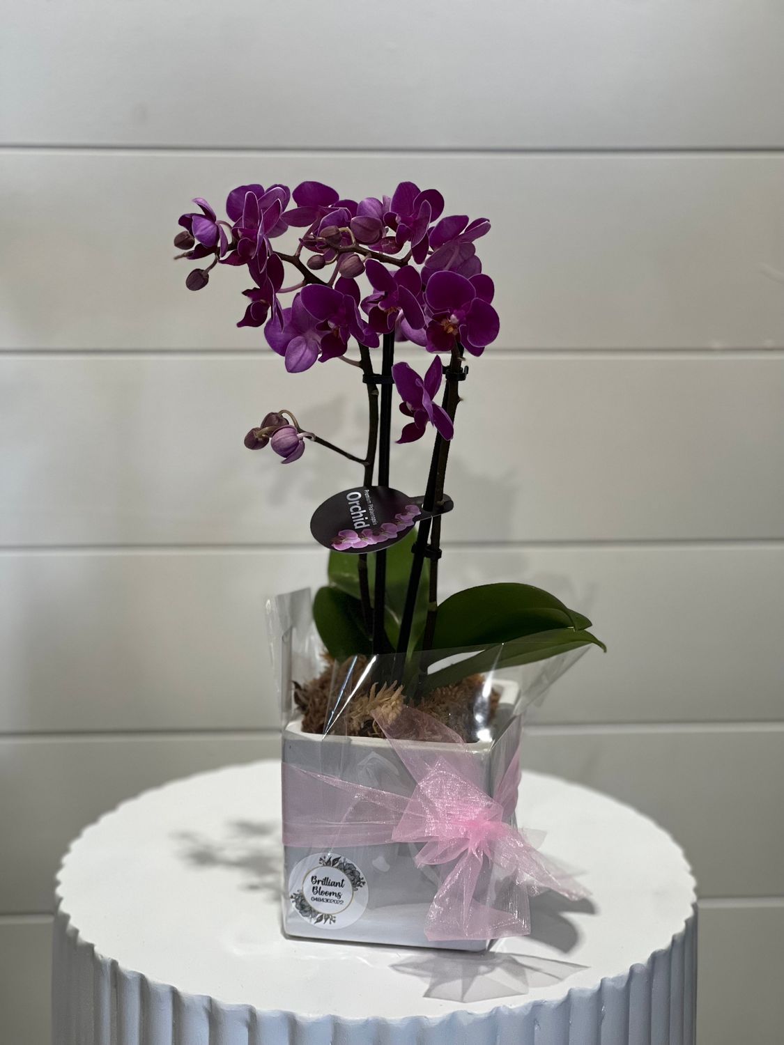 Deep Purple Orchid pLant - Square Pot