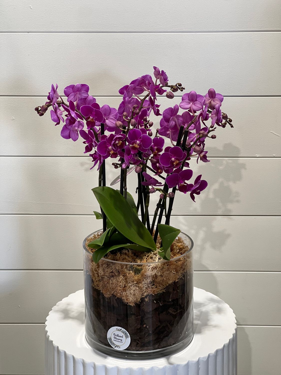 Purple Orchid Plant - Glass Vessel