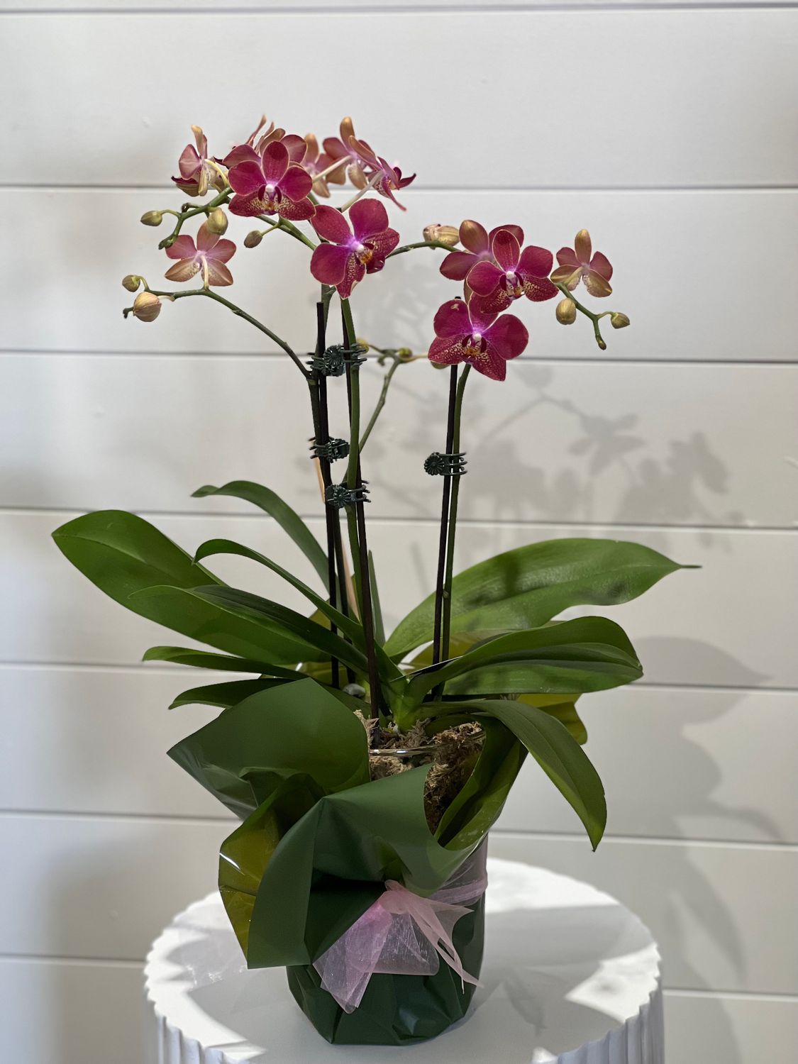 Deep Peach Orchid Plant - Glass Vessel