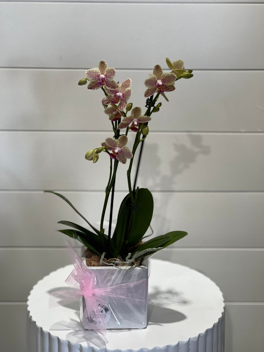 Speckle Orchid Plant - Square pot