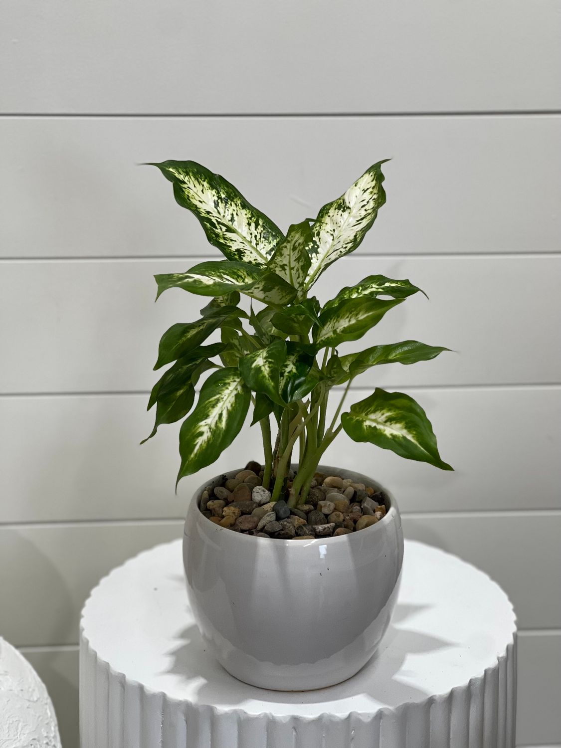 Dieffenbacia Plant in White Pot