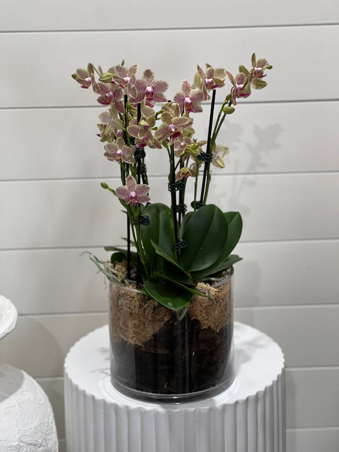 Speckled Orchid Plant - Glass Vessel