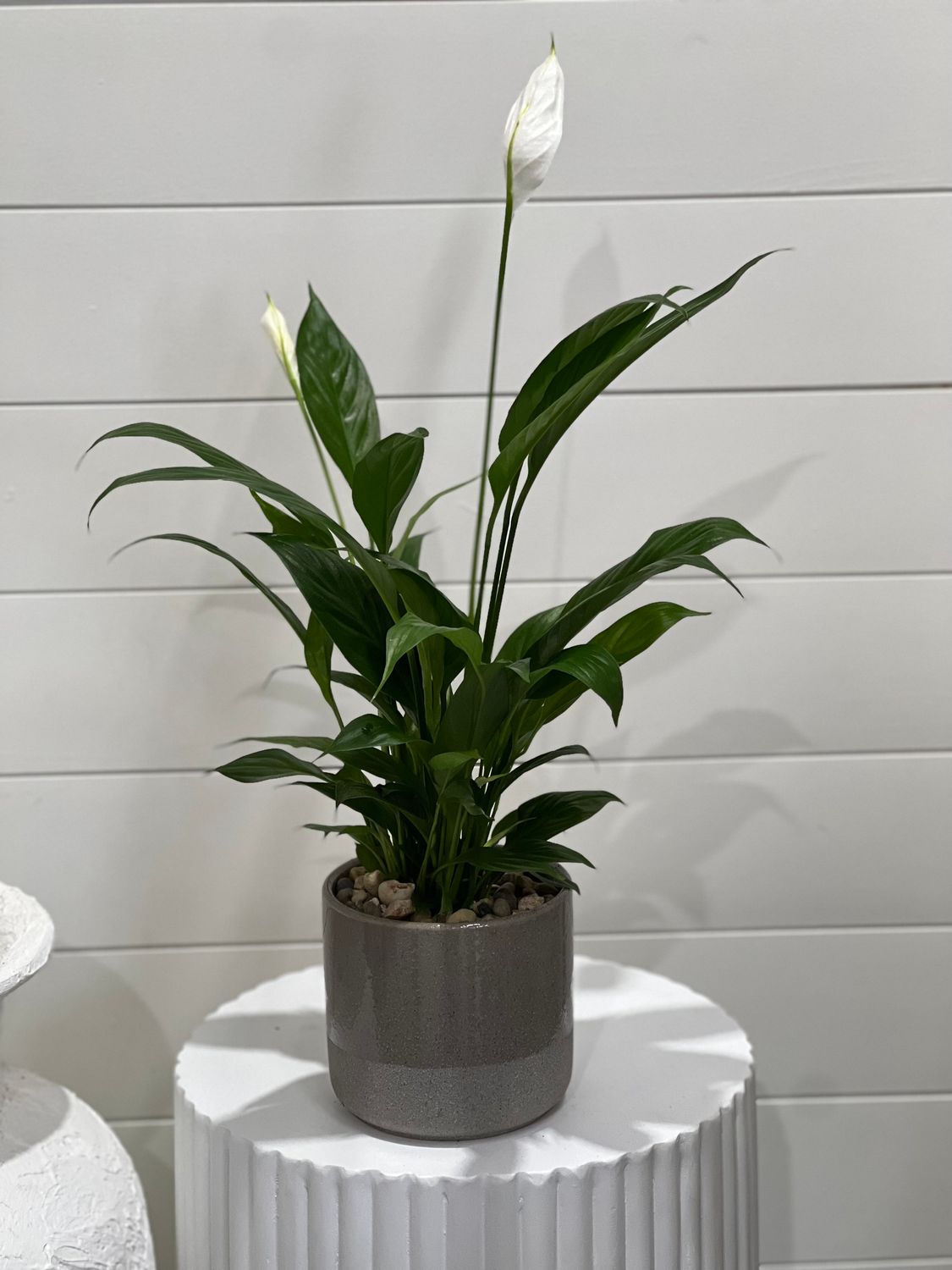 Peace Lily in Grey Pot