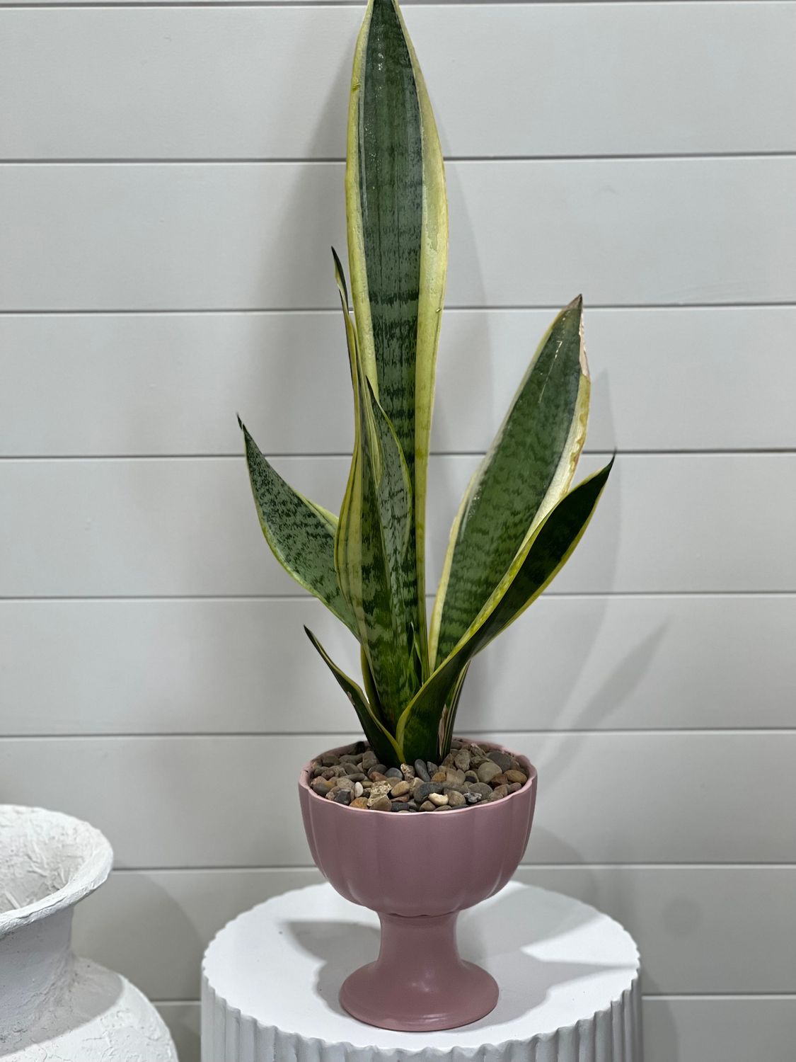 Snake Plant in pink Pot