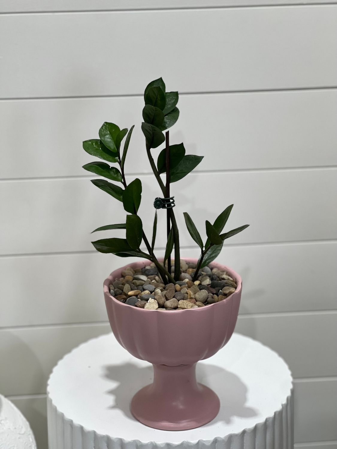ZZ Plant in Pink Pot