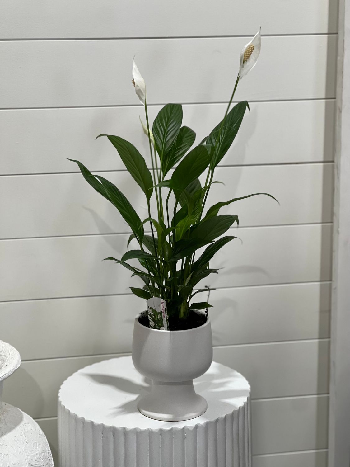 Peace Lily plant in white pot stand