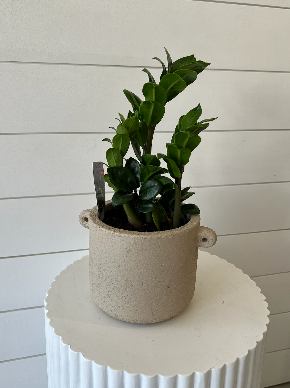 ZZ Plant in Neutral Textured Pot