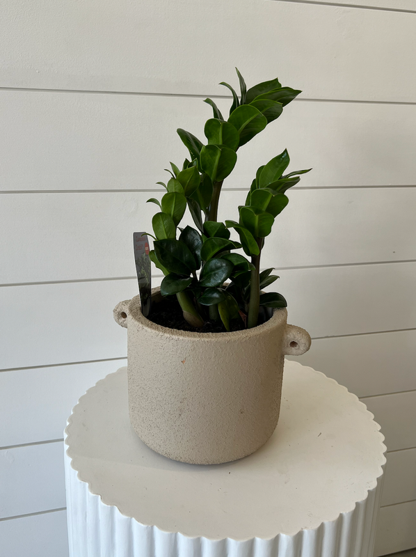 ZZ Plant in Neutral Textured Pot