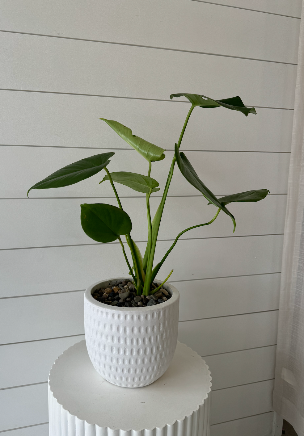 Monsteria Plant in Textured Pot