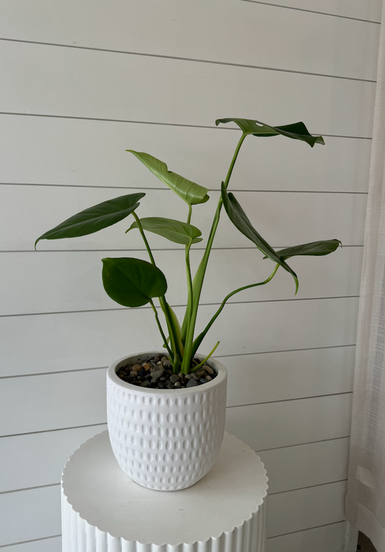Monsteria Plant in Textured Pot