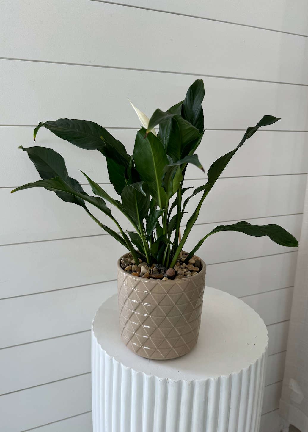 Peace Lily Plant in Textured Gloss Brown Pot