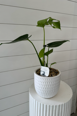 Monstera Plant in Textured white pot