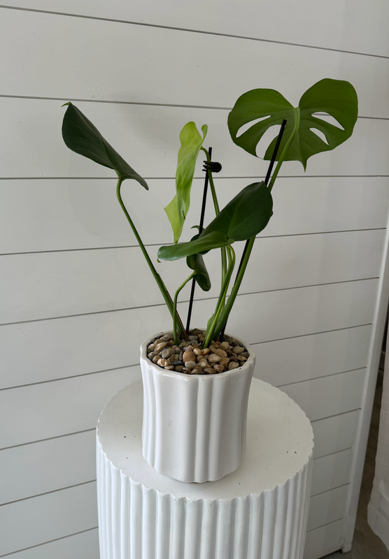 Monstera Plant in White Ribbed Pot