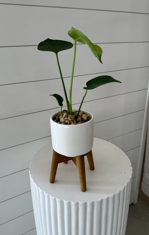 Mini Monstera Plant in Pot with Stand