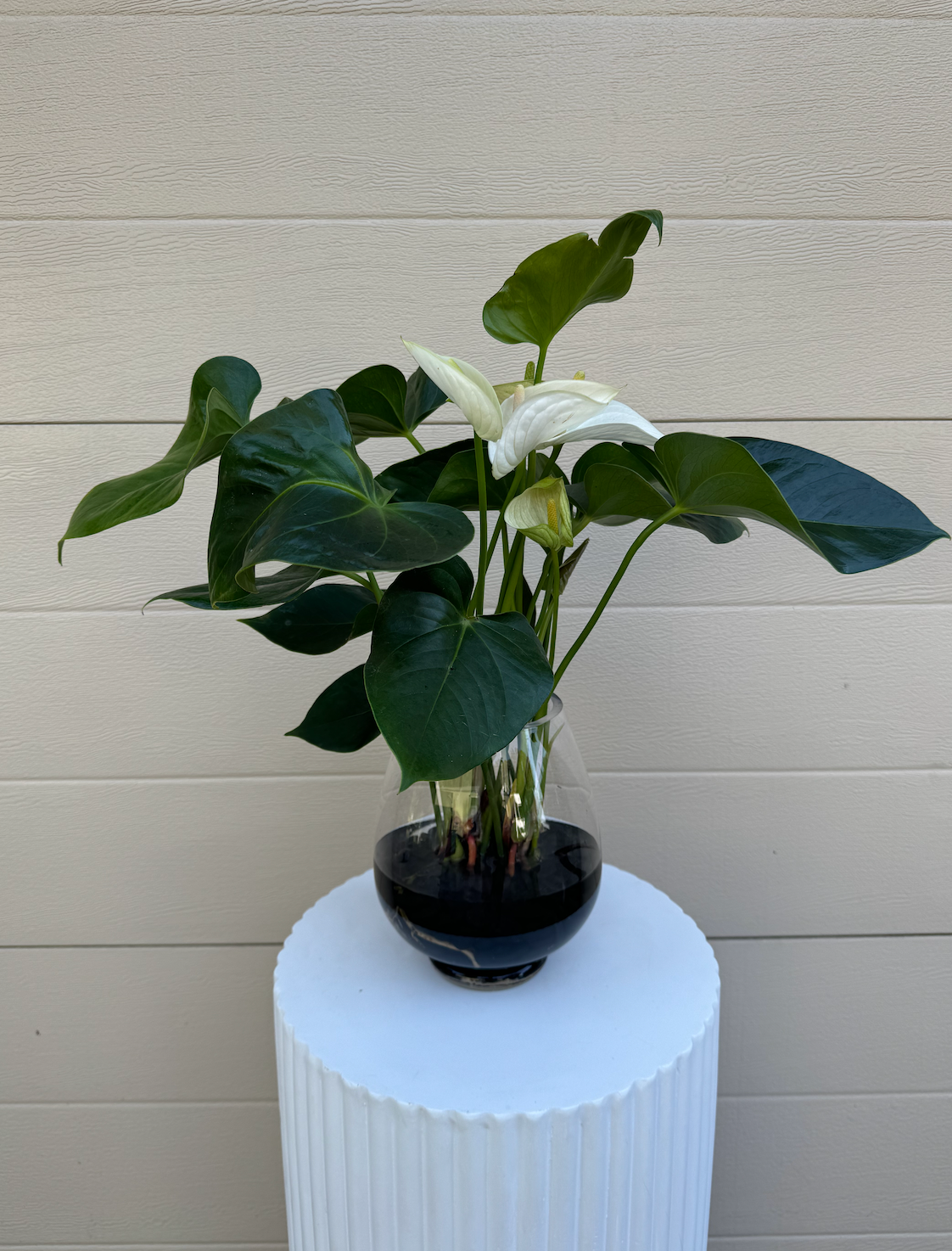 White Anthurium Plant