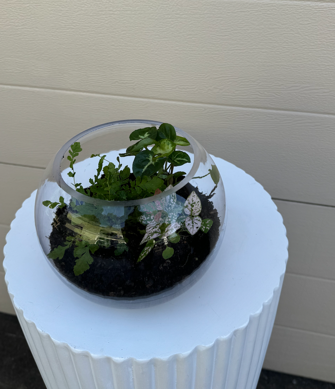 Tri Plant Glass Terrarium