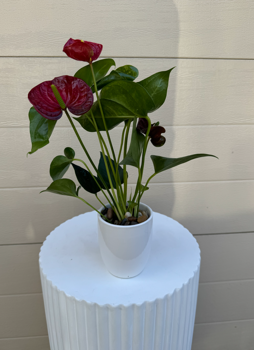 Red Anthurium Plant