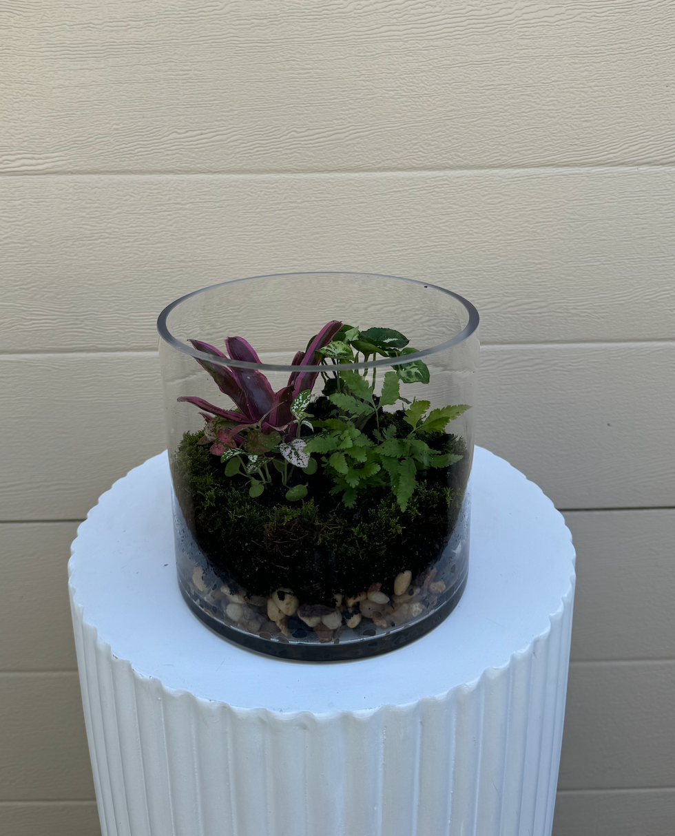 Tri Plant Glass Terrarium Medium