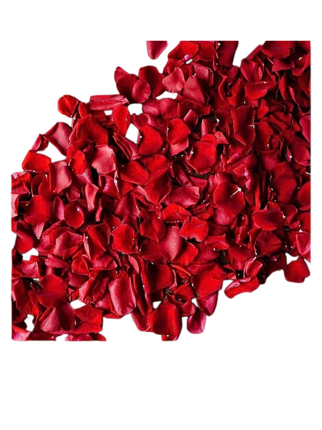 NEW Valentines Real Rose Petals (5 roses)