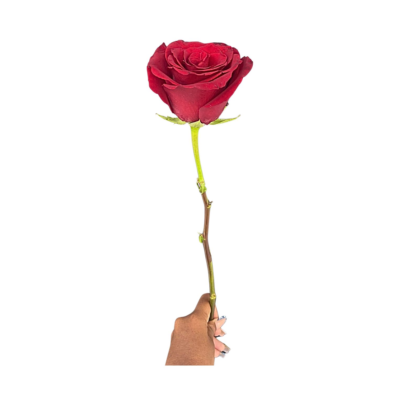 Single Rose (without wrapping)