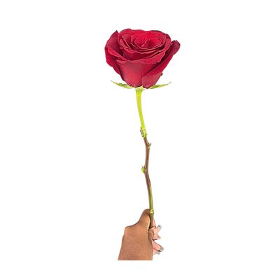 Single Rose (without wrapping)