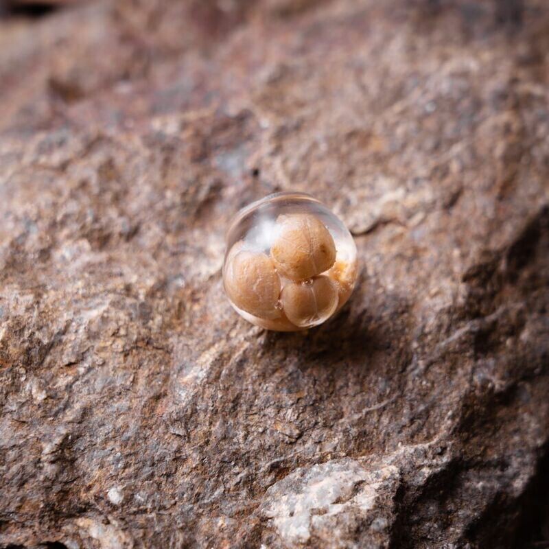 Hookbait garbanzo 20mm 4 uni