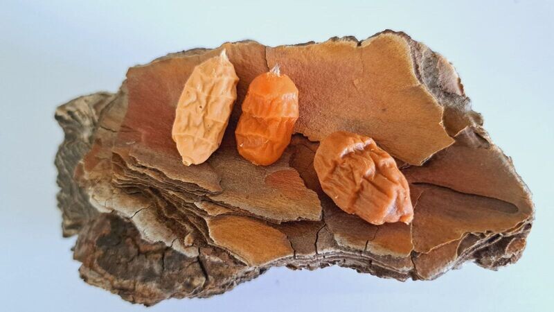 Pop up infinity baits Chufa 4uni