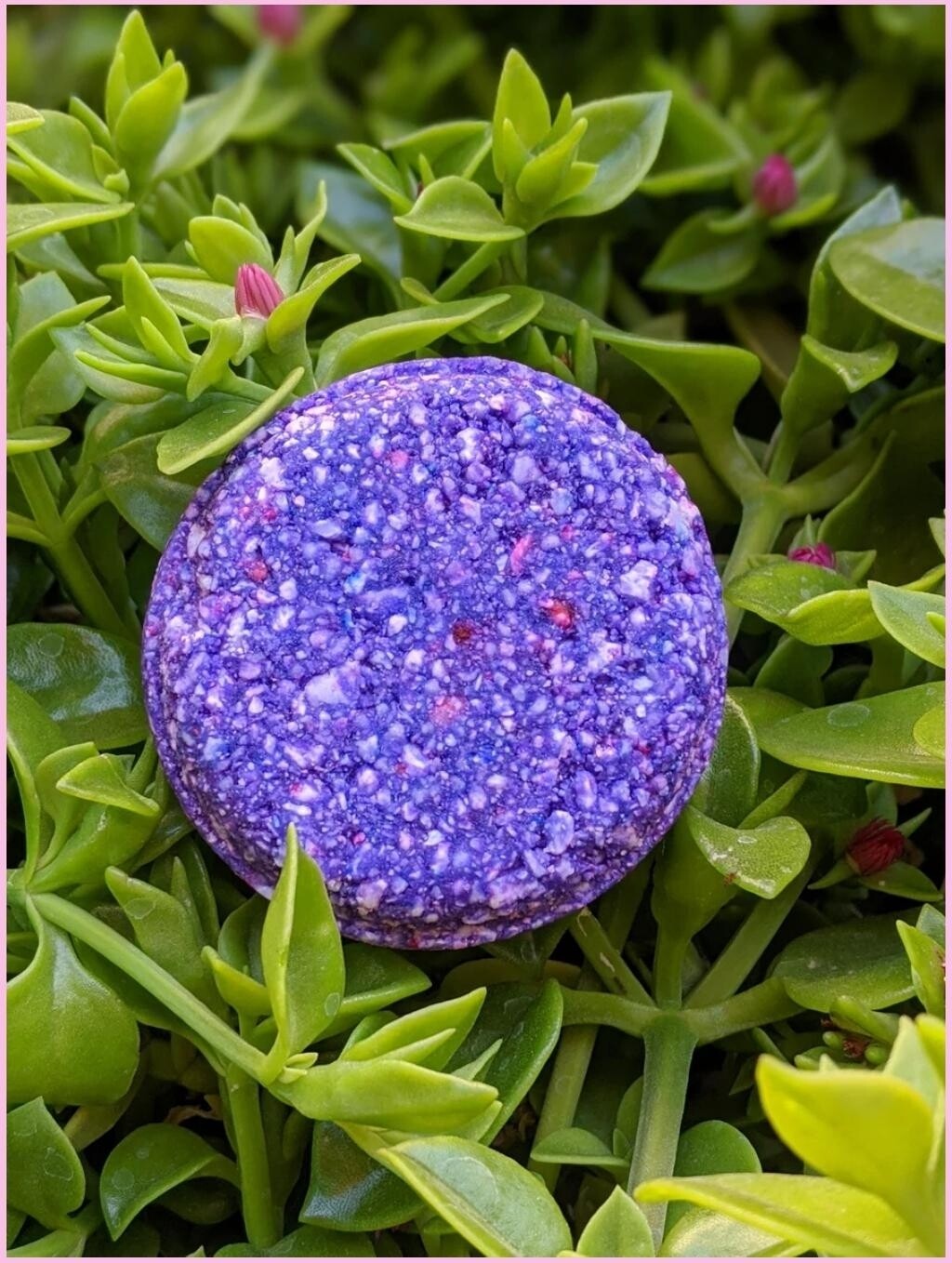 Lavender Cucumber Sage shampoo bar