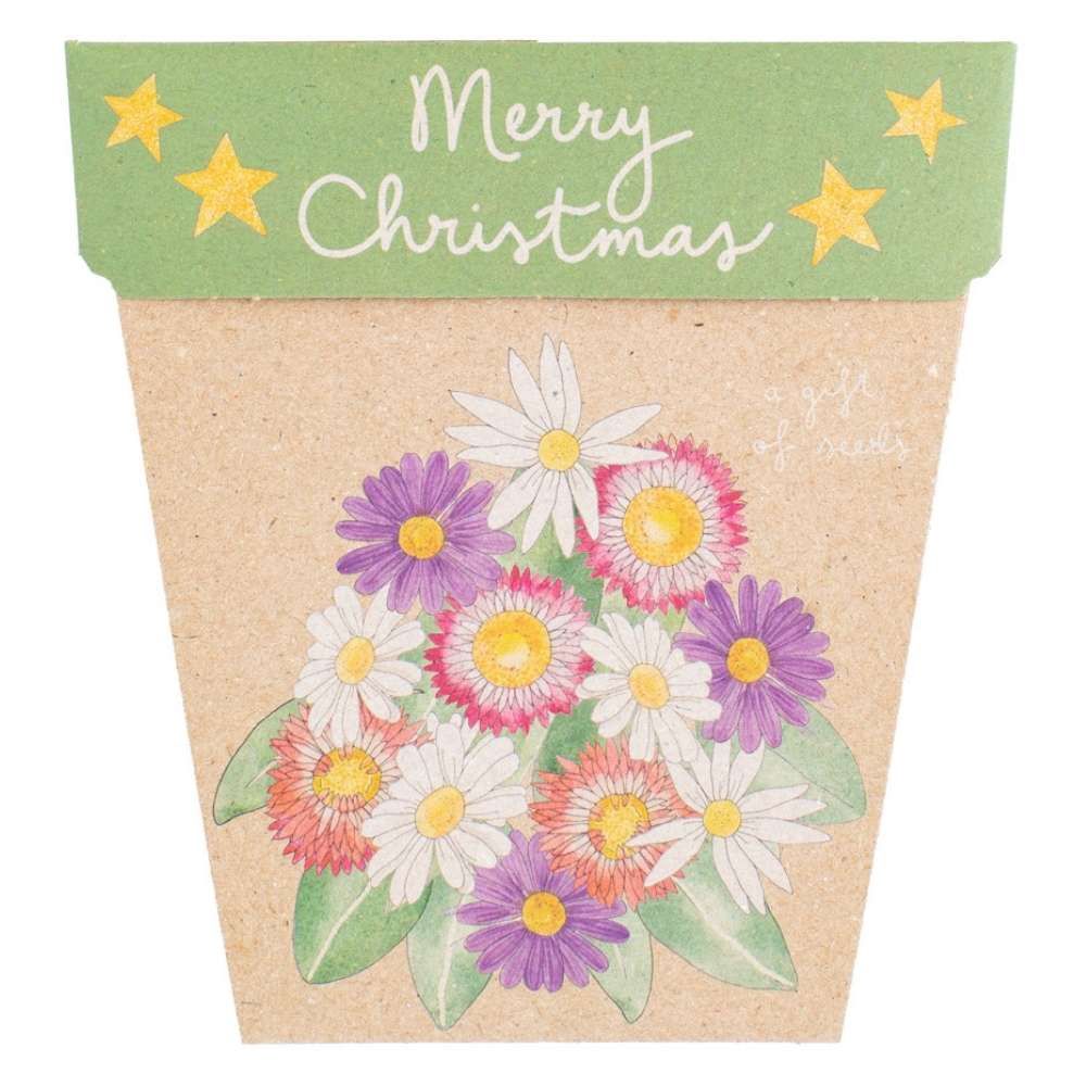 Christmas Native Daisies