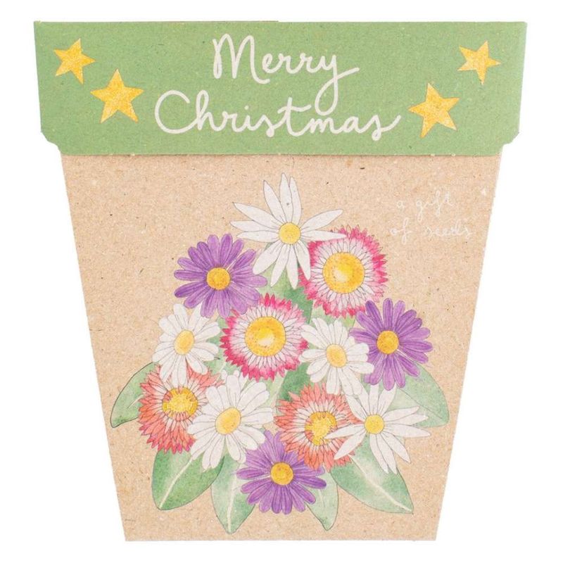 Christmas Native Daisies