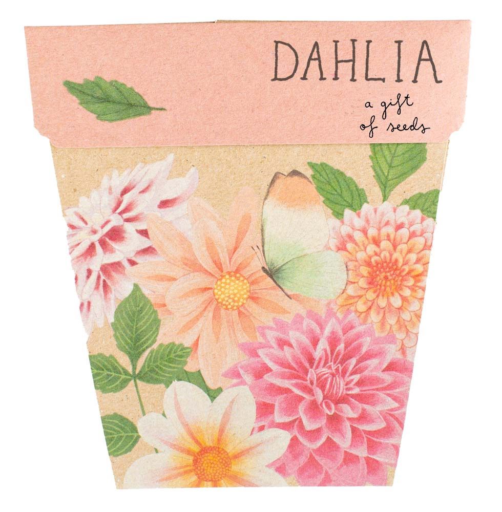 Dahlia – A Gift of Seeds 