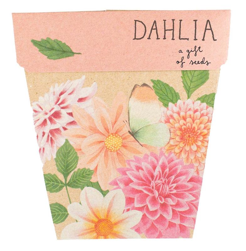 Dahlia – A Gift of Seeds 