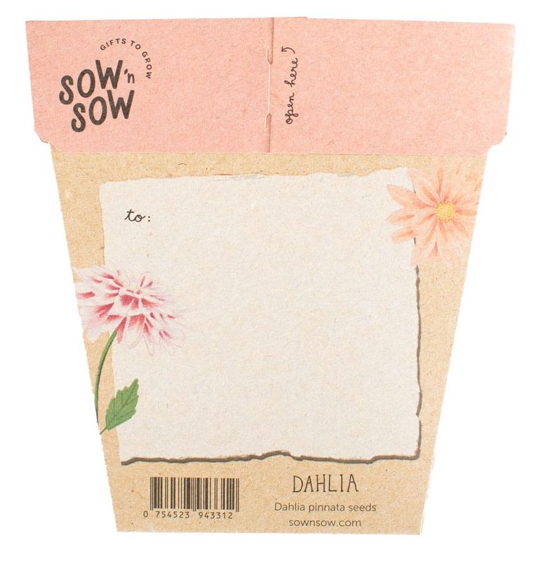 Dahlia – A Gift of Seeds 