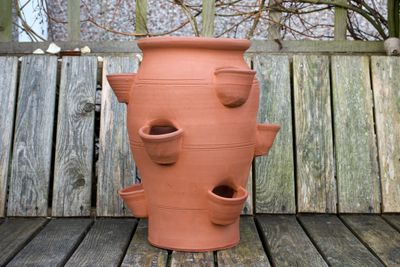 Parsley pot