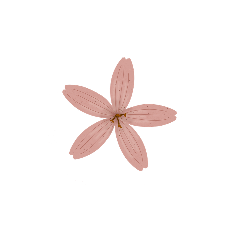 Baby Pink Lilly Flower PNG