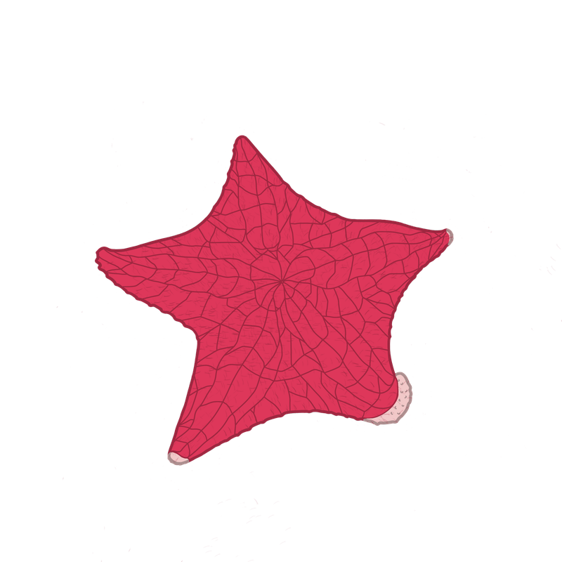 Starfish Sticker PNG