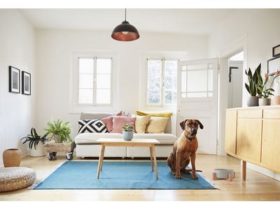 1-Piece Pet Bowl &amp; Stand