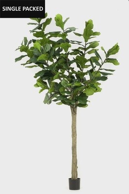 Ficus Lyrata 300 cm