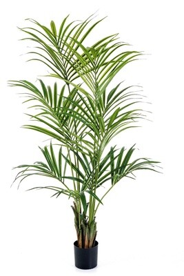 Natural Kentia Palm 172 cm