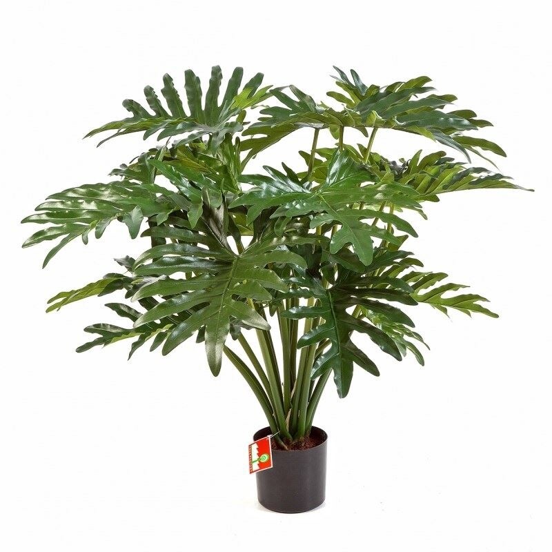 Philodendron Bush x 20
