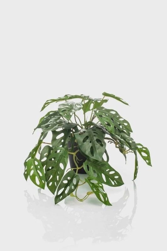 Monstera Monkey Bush