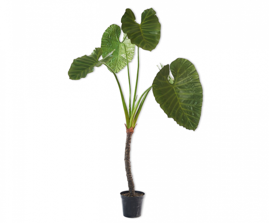 Kunstplant Alocasia 220 cm