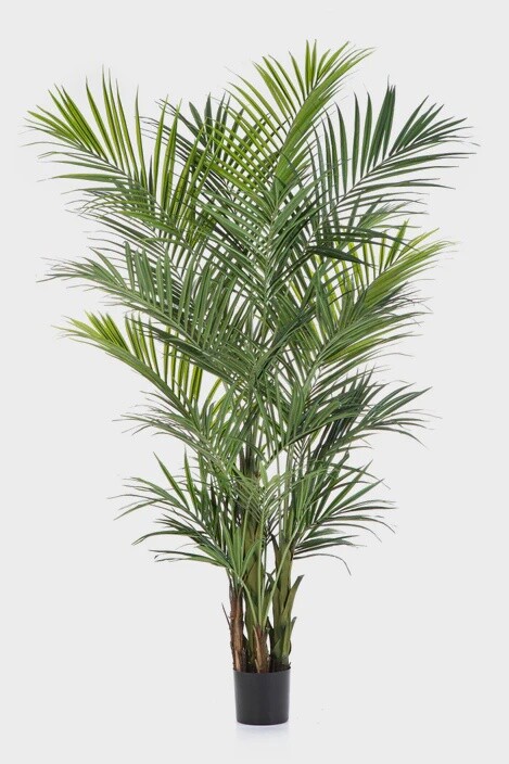 Kentiapalm 260 cm Deluxe